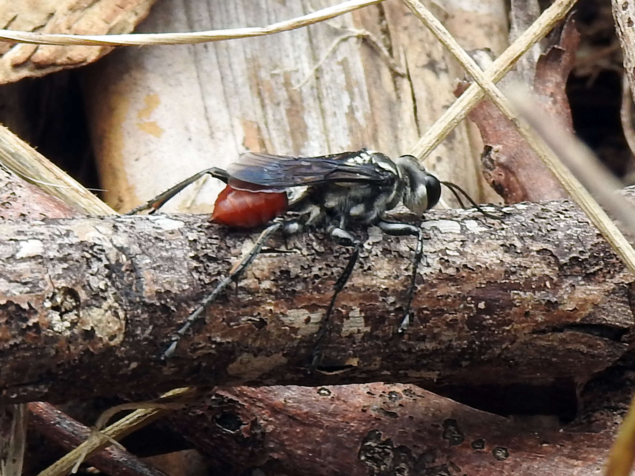 Image of Mud dauber