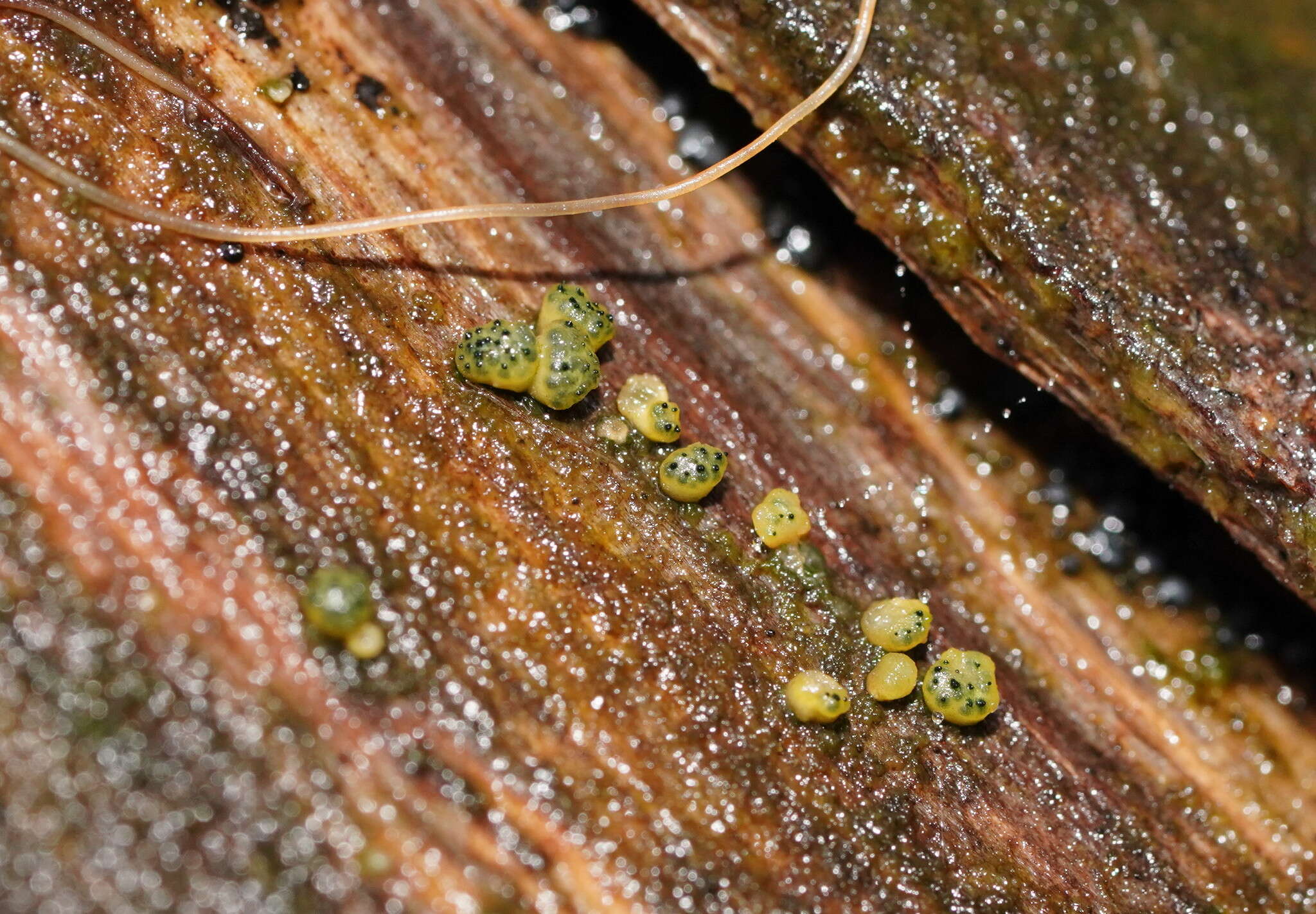 Image of Trichoderma gelatinosum P. Chaverri & Samuels 2003