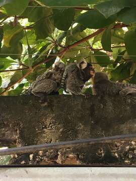 Image of Common Marmoset