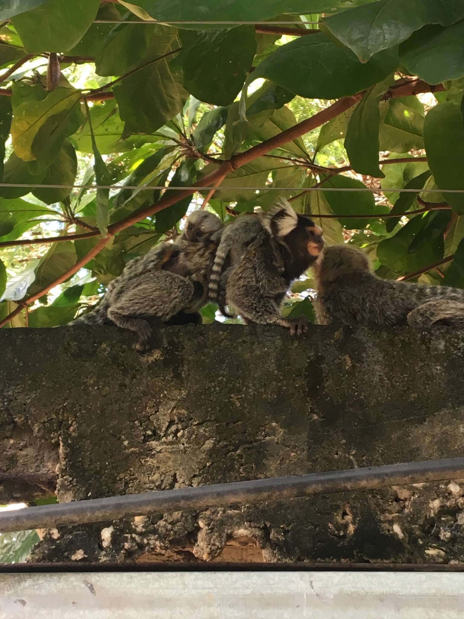 Image of Common Marmoset