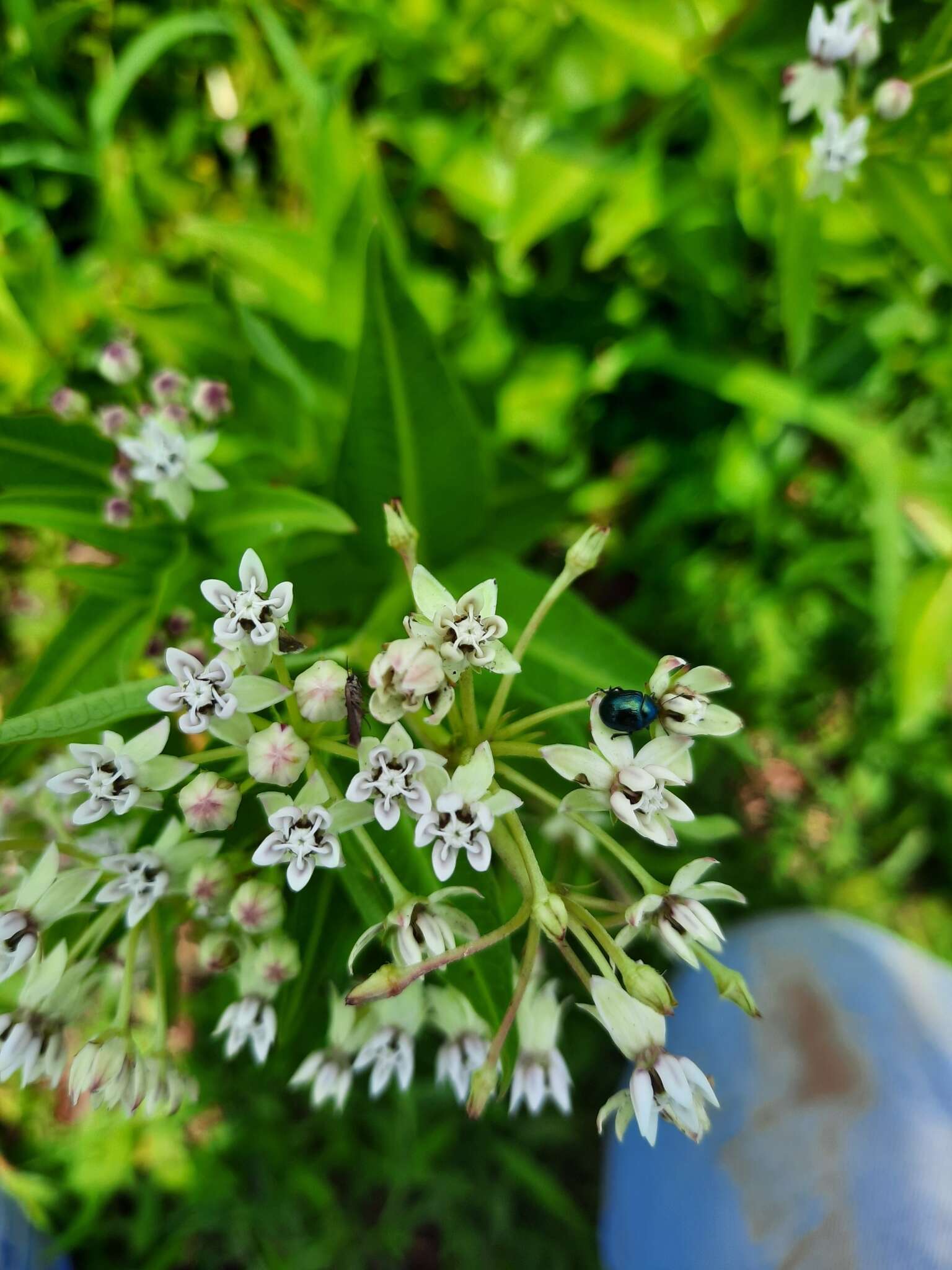 Image de Asclepias pratensis Benth.