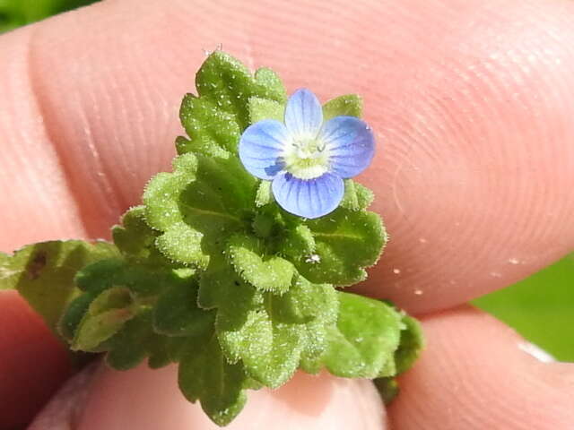 Image of Grey Field-speedwell