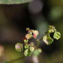 Image of Euphorbia fimbrilligera Mart.