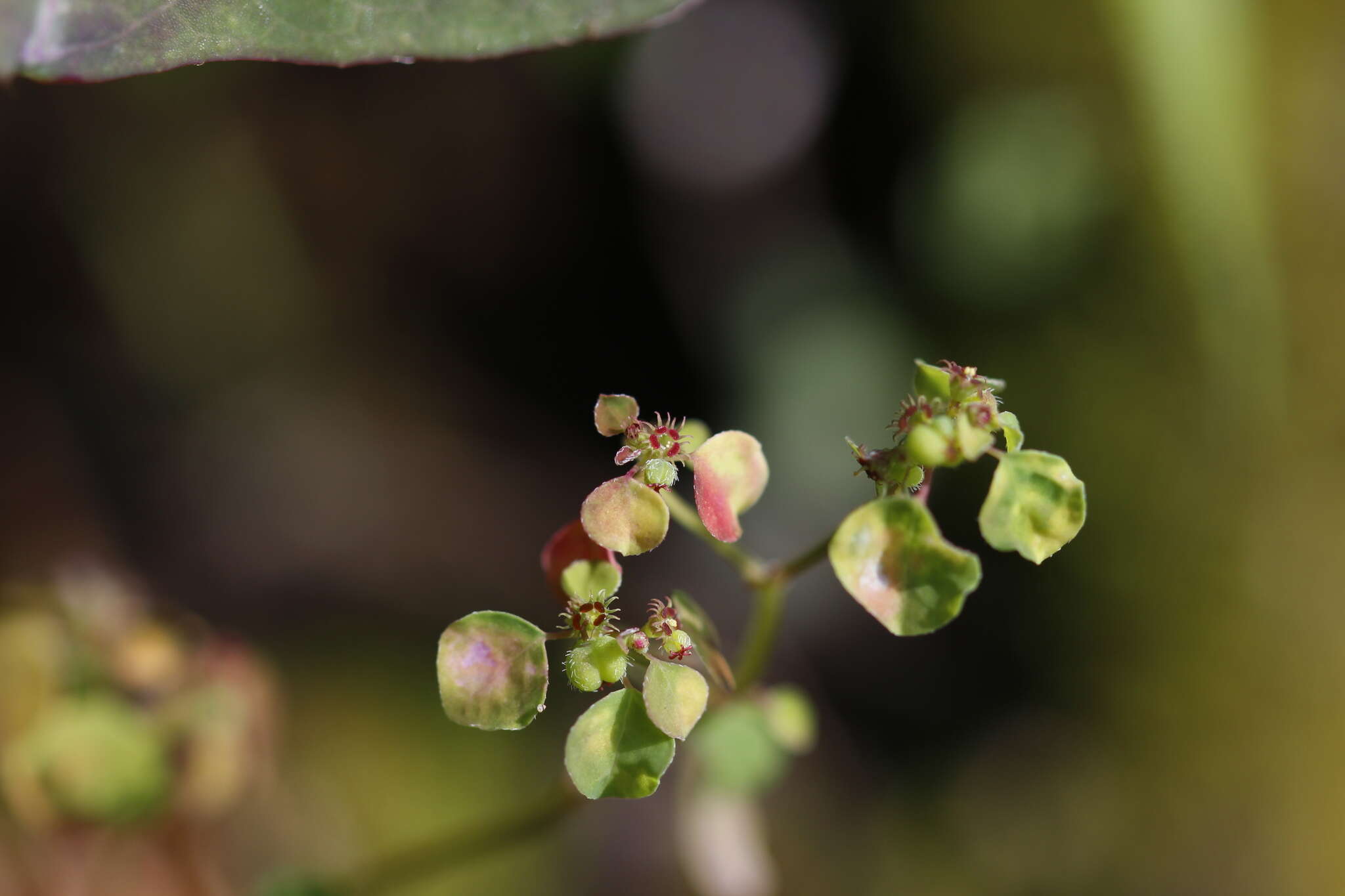 Image of Euphorbia fimbrilligera Mart.