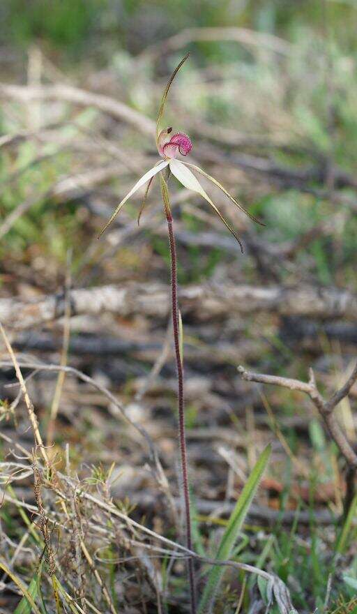 Image of Tawny spider orchid