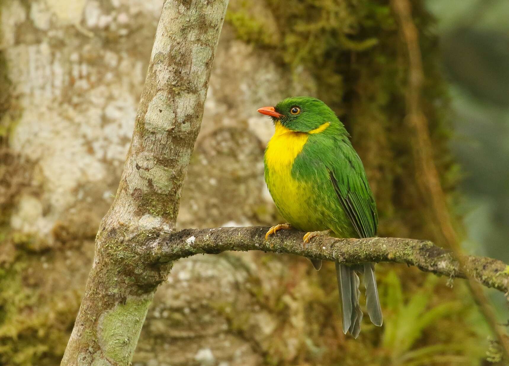 Image de Cotinga à poitrine d'or