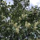 Prunus spinulosa Sieb. & Zucc. resmi