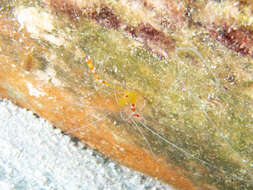 Image of yellowbanded coral shrimp