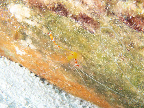 Image of yellowbanded coral shrimp