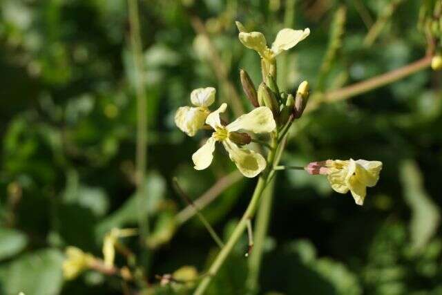 Image of wild radish