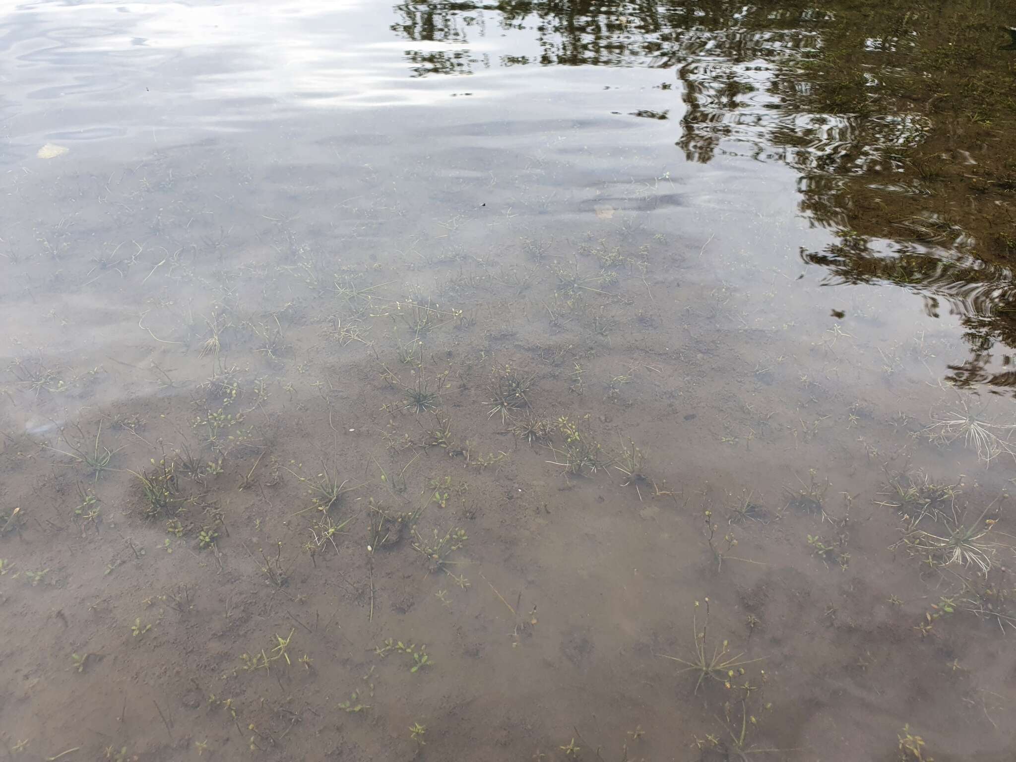 Image of water pygmyweed