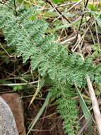 Image of Woolly lipfern