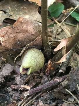 Imagem de Hexastylis arifolia var. ruthii (Ashe) H. L. Blomq.