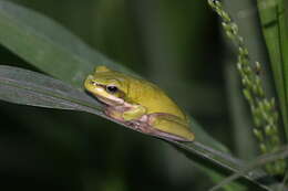 Image of Eastern Dwarf Tree Frog