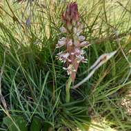 Image of Satyrium cristatum var. cristatum