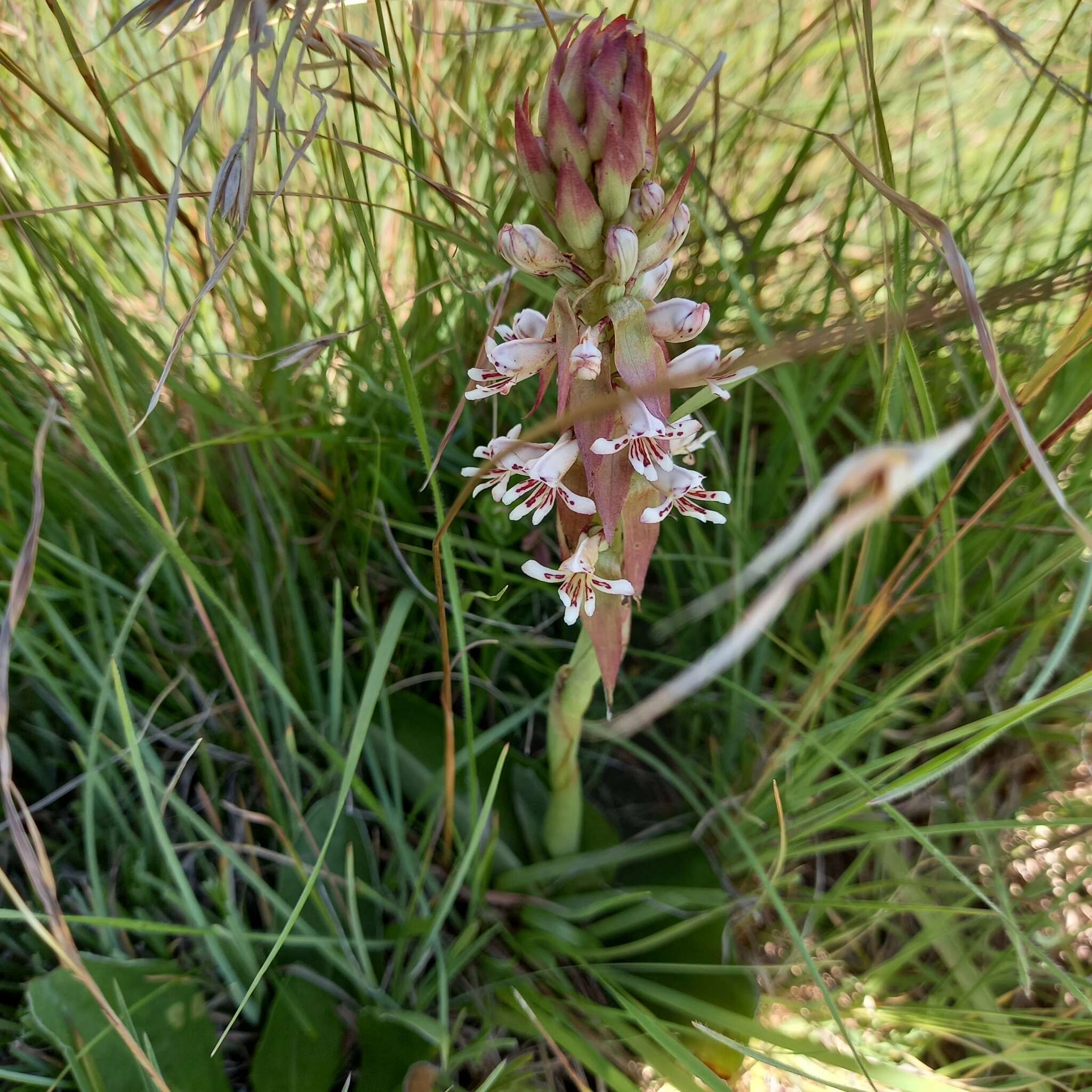 Image of Satyrium cristatum var. cristatum