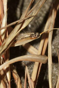 Image de Sporisorium ellisii (G. Winter) M. Piepenbr. 2003