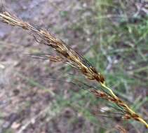 Image of slender Indiangrass