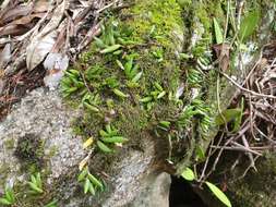 صورة Dendrobium lichenastrum (F. Muell.) Rolfe