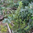 Image of Ribes punctatum Ruiz & Pav.