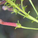 Image of Jamesbrittenia tenuifolia (Bernh.) O. M. Hilliard