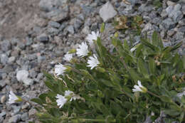 Plancia ëd Cerastium arcticum Lange