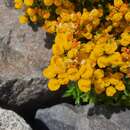 Image of Calceolaria meyeniana Phil.