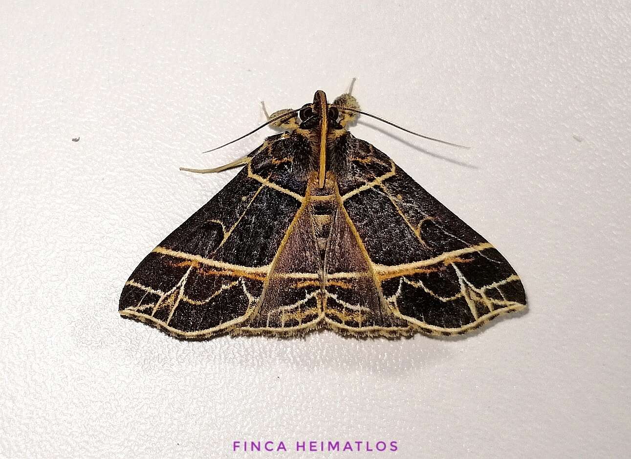 Plancia ëd Rejectaria niciasalis Walker 1858