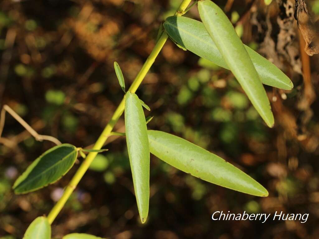 Imagem de Codariocalyx motorius (Houtt.) H. Ohashi