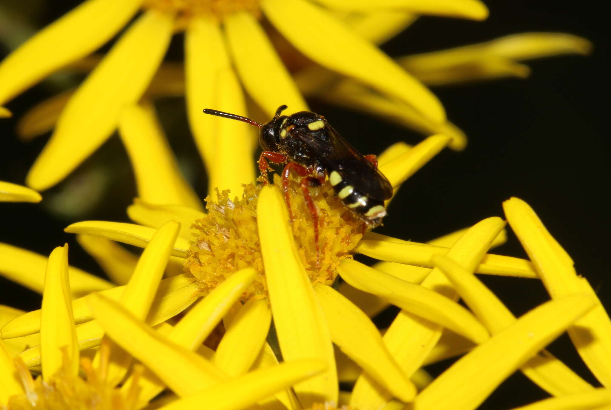 Image of Nomada rufipes Fabricius 1793