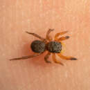 Image of Euophrys kataokai Ikeda 1996