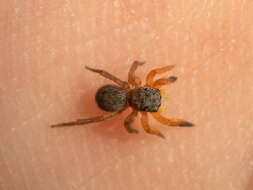 Image of Euophrys kataokai Ikeda 1996