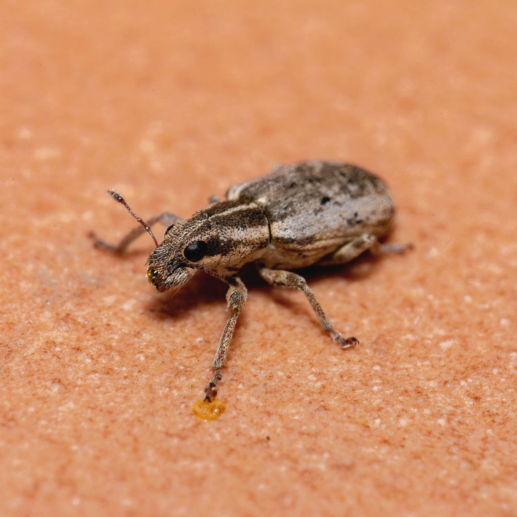 Image of Spotted Pea Weevil