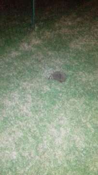 Image of Eastern European Hedgehog