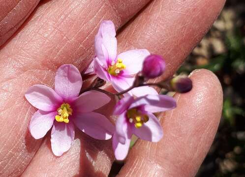 Image of Ixia erubescens Goldblatt