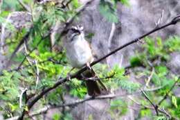 Image of Stripe-capped and Tumbes Sparrows