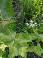 Eupatorium rotundifolium L. resmi