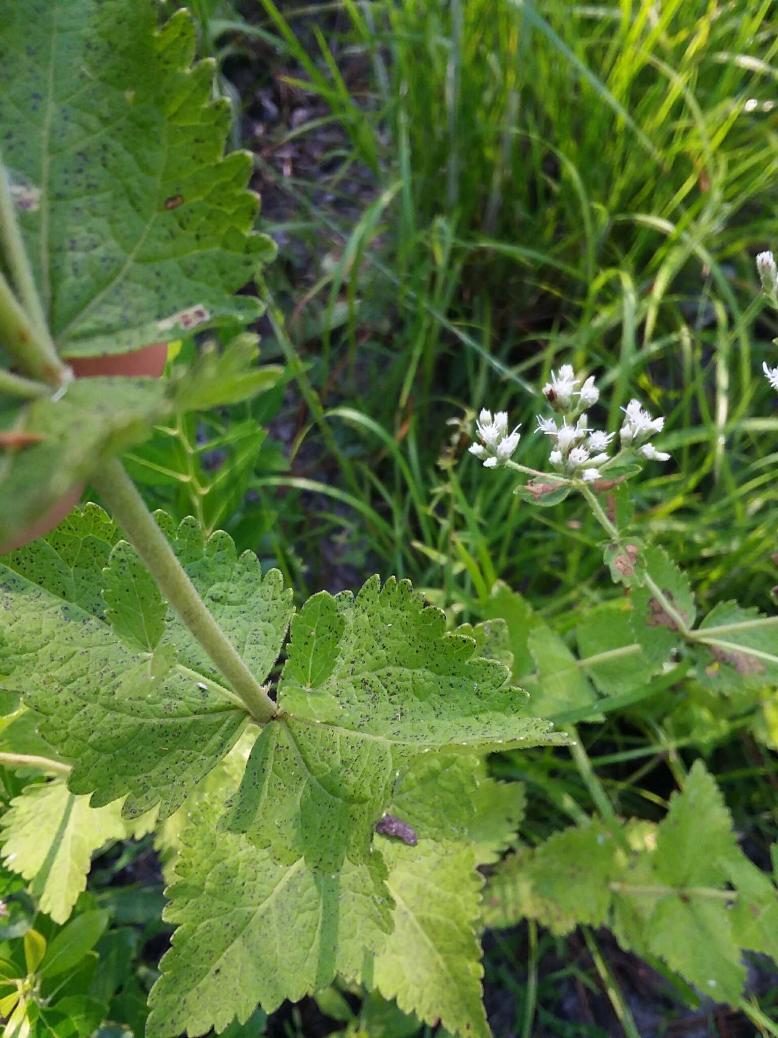 Image of roundleaf thoroughwort