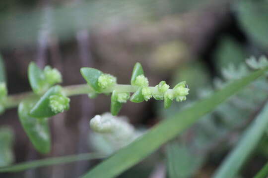 Image of Sedum ebracteatum subsp. grandifolium R. T. Clausen