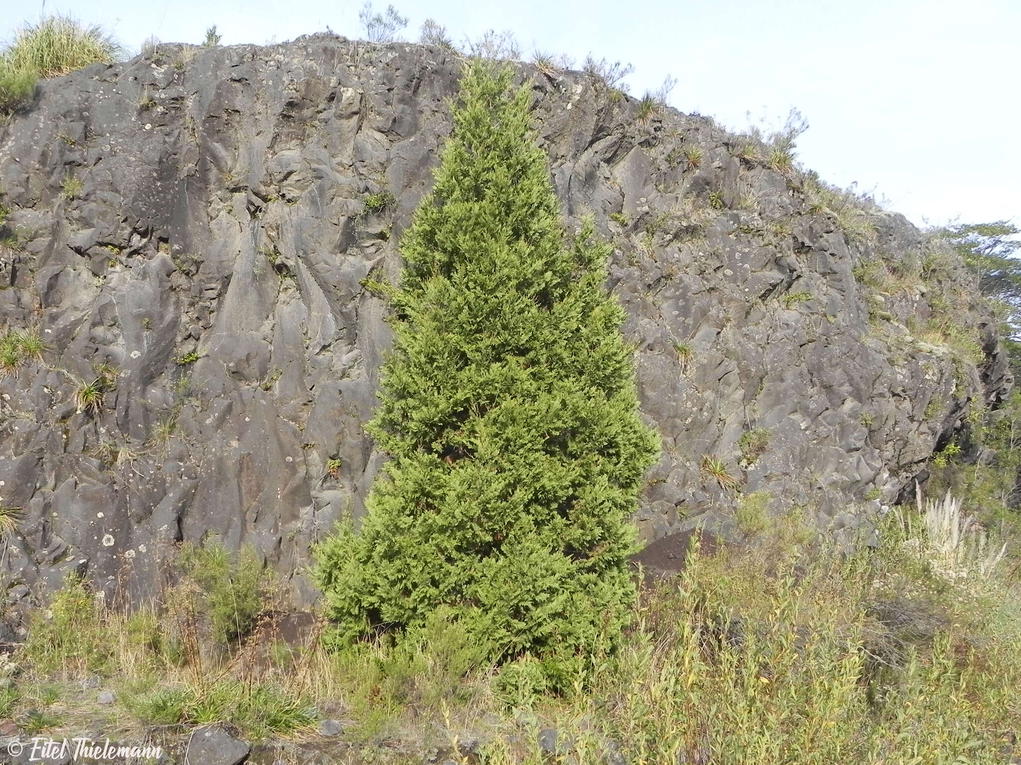 Image of Cordilleran Cypress