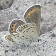 Image of <i>Plebejus fridayi</i>