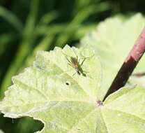 Micropeza corrigiolata (Linnaeus 1767) resmi