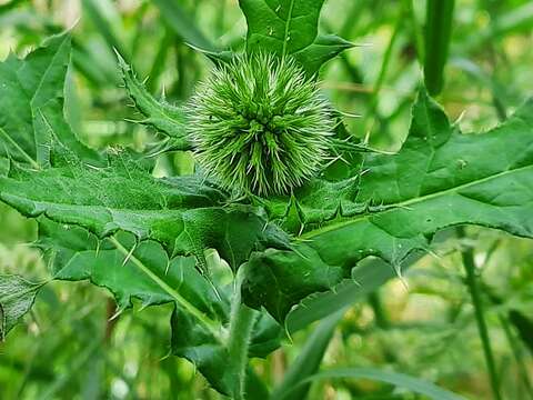 Image of Echinops ossicus C. Koch