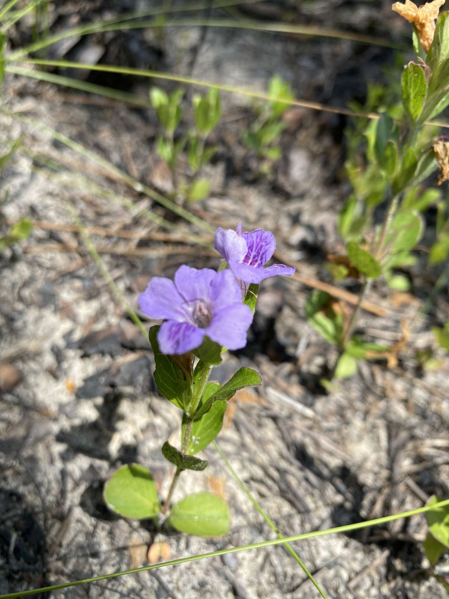 Image of oblongleaf snakeherb