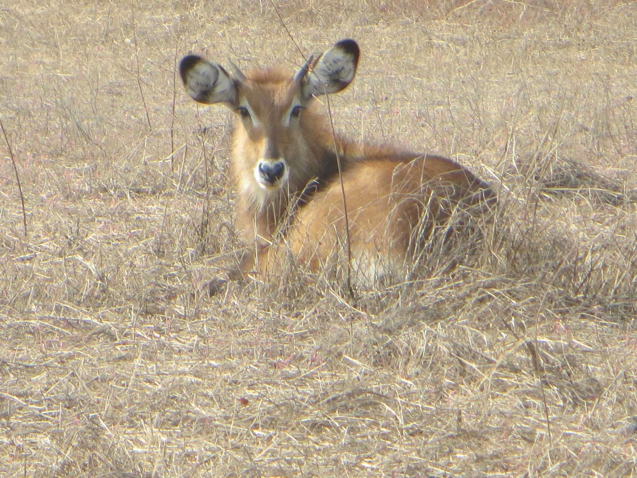 Image of Defassa Waterbuck