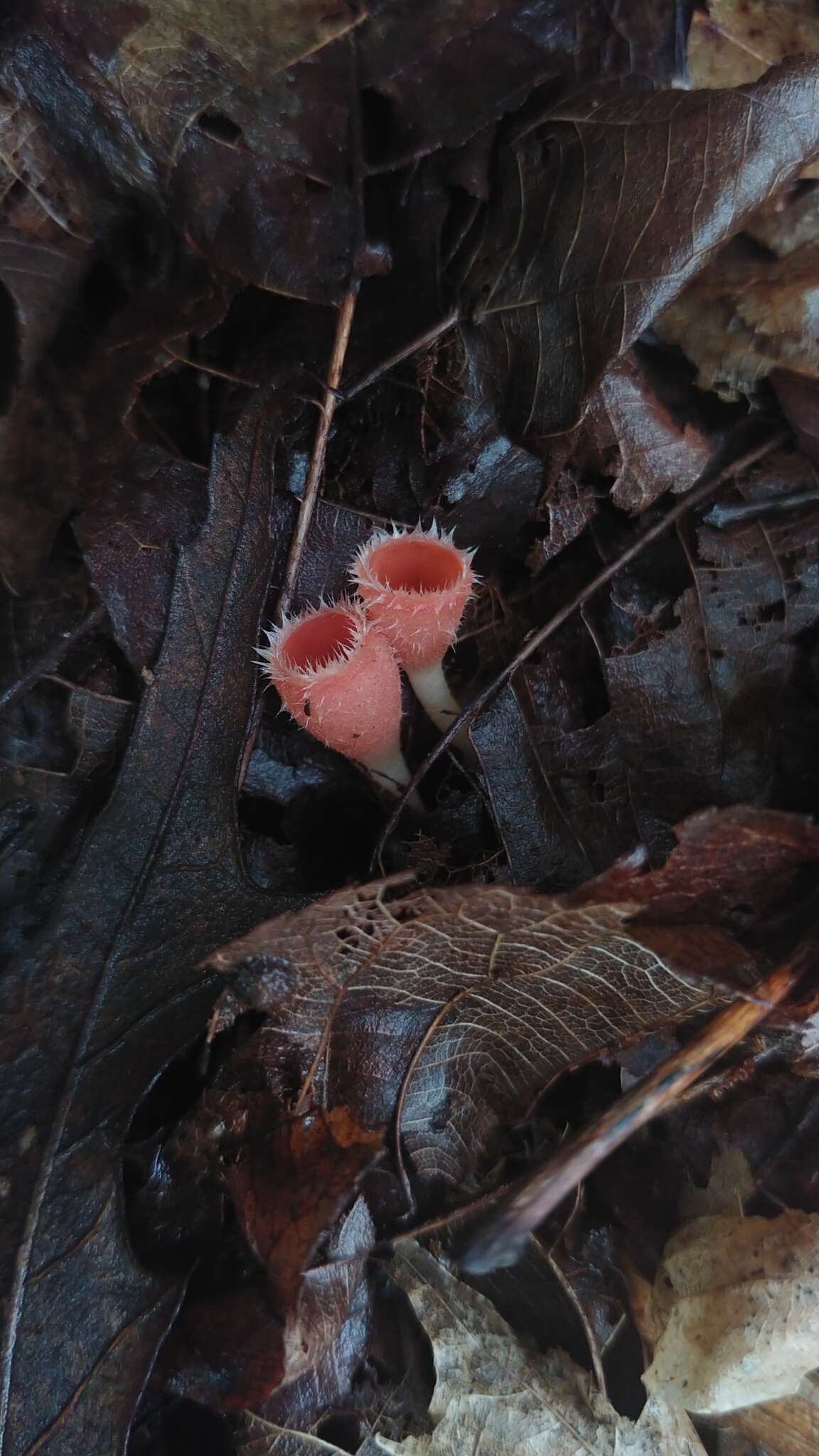 Image of Shaggy Scarlet Cup