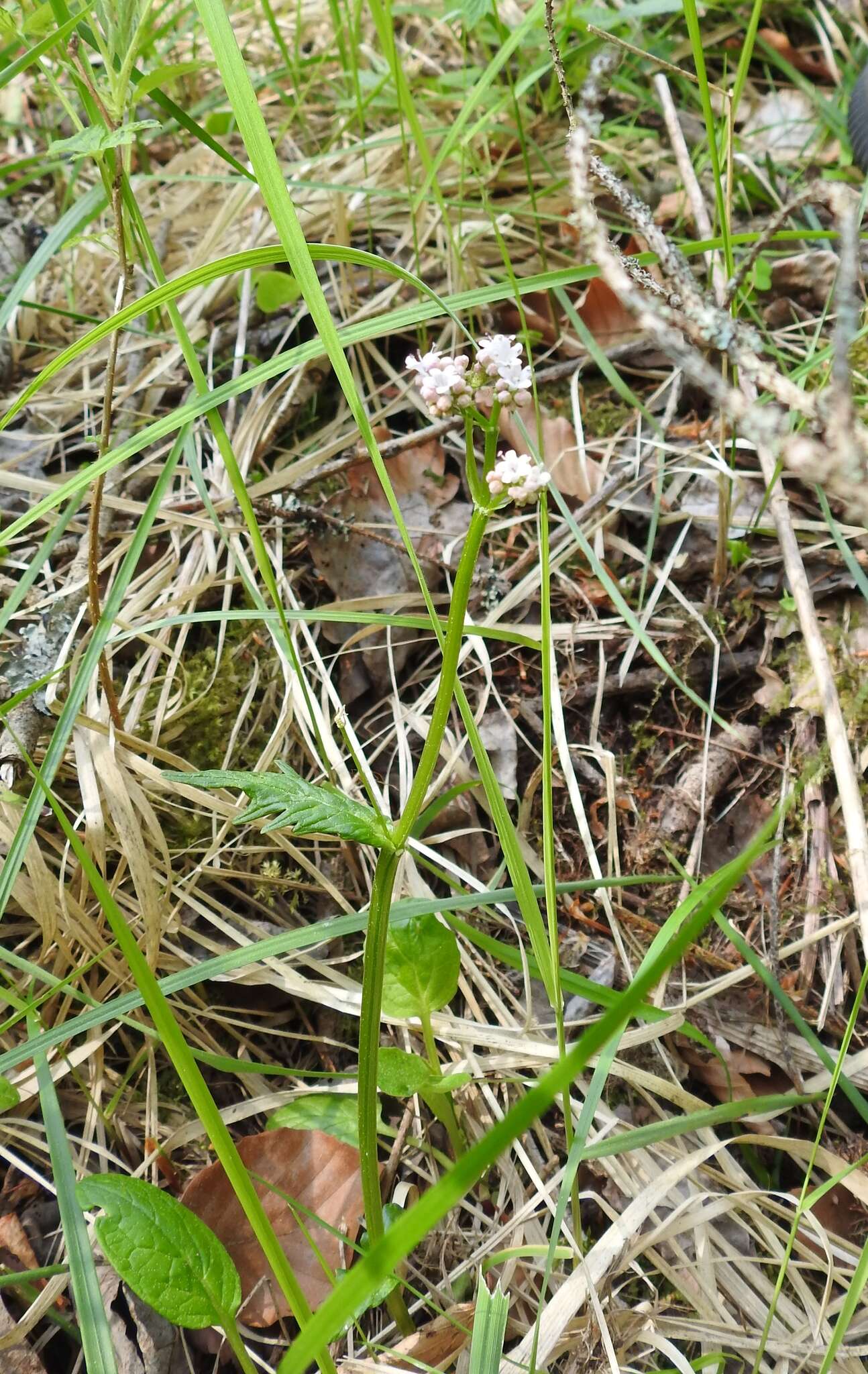 Image of Valeriana simplicifolia (Rchb.) Kabath