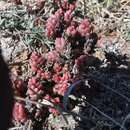 Image of Sedum furfuraceum Moran