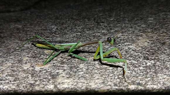 Image of California Mantis