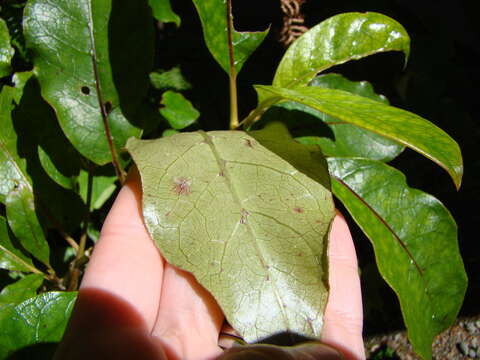 Image of Coprosma grandifolia Hook. fil.